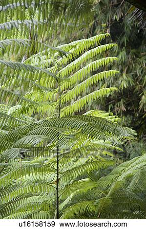 Stock Photo - Tropical vegetation in Bali. Fotosearch