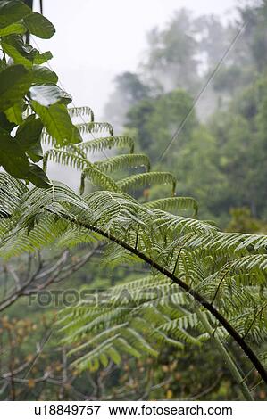 Tropical vegetation in Bali View Large Photo Image Stock Photo - Tropical vegetation in Bali. Fotosearch