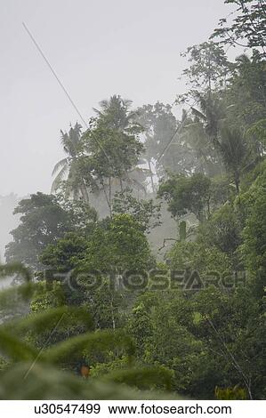Tropical vegetation in mist in Bali View Large Photo Image Stock Photo - Tropical vegetation in mist in Bali. Fotosearch