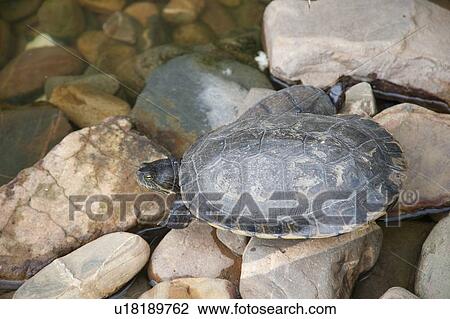 Stock Image - Turtle. Fotosearch