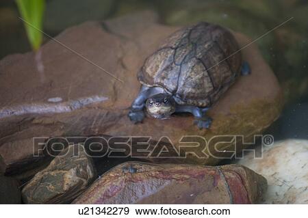 Turtle View Large Photo Image Stock Photo - Turtle. Fotosearch