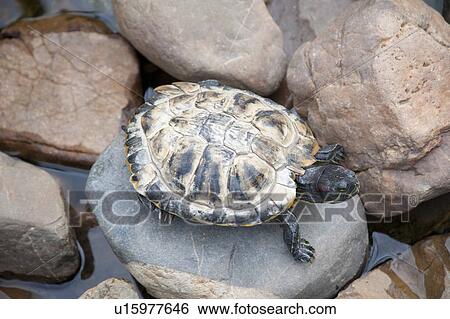 Stock Photograph - Turtle. Fotosearch