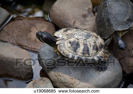 Stock Photography - Turtles. Fotosearch