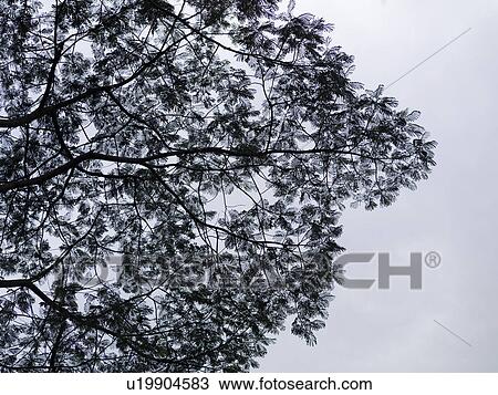 Upward view of a tree in Bali View Large Photo Image Stock Image - Upward view of a tree in Bali. Fotosearch