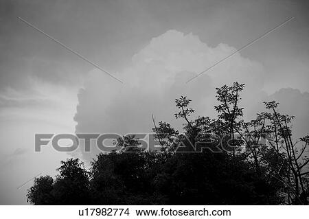 Upward view of cloud and treetops in Bali View Large Photo Image Picture - Upward view of cloud and treetops in Bali. Fotosearch