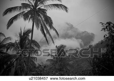 Upward view of mist on mountains and trees in Bali View Large Photo Image Stock Photo - Upward view of mist on mountains and trees in Bali. Fotosearch