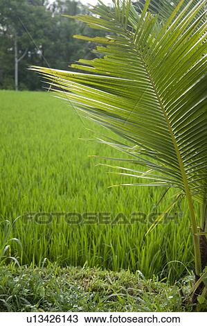Stock Image - Vegetation in Bali. Fotosearch