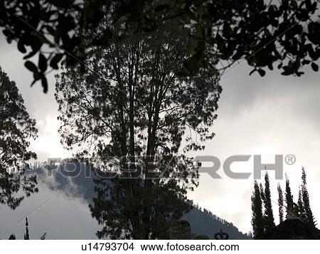 View of mountain and treetops in Bali View Large Photo Image Picture - View of mountain and treetops in Bali. Fotosearch