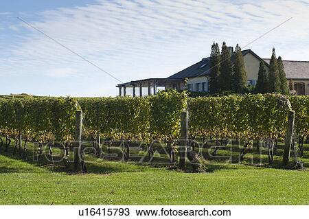 Vineyard, Bridgehampton, The Hamptons, New York View Large Photo Image Stock Image - Vineyard, Bridgehampton, The Hamptons, New York. Fotosearch