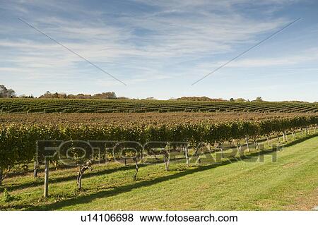 Vineyard in the Hamptons View Large Photo Image Stock Photo - Vineyard in the Hamptons. Fotosearch
