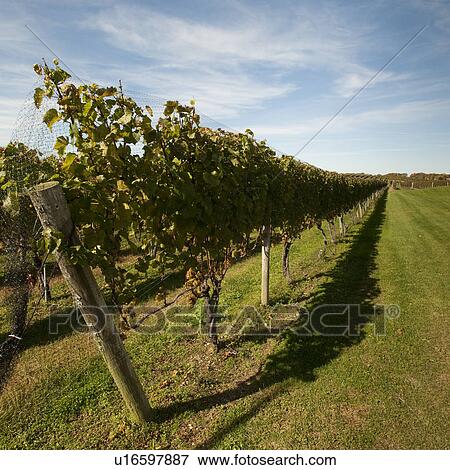 Stock Photo - Vineyard in the Hamptons. Fotosearch