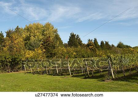 Picture - Vineyards in the Hamptons. Fotosearch