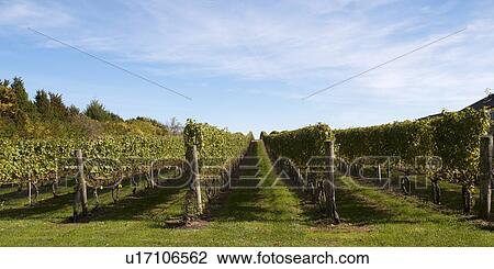 Stock Image - Vineyards in the Hamptons. Fotosearch
