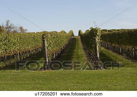 Vineyards in the Hamptons View Large Photo Image Stock Image - Vineyards in the Hamptons. Fotosearch