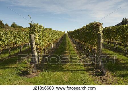 Stock Image - Vineyards in the Hamptons. Fotosearch
