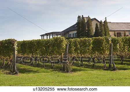 Vineyards in the Hamptons View Large Photo Image Stock Photography - Vineyards in the Hamptons. Fotosearch