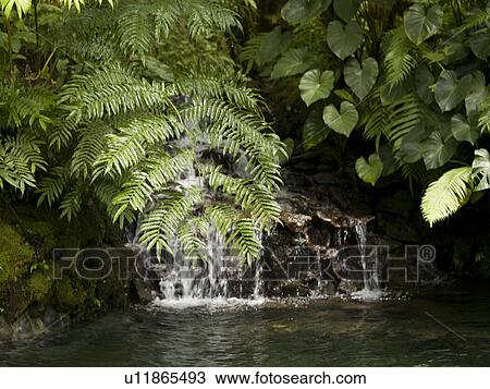 Waterfall and landscape at Como Shambhala Estate in Bali View Large Photo Image Stock Image - Waterfall and landscape at Como Shambhala Estate in Bali. Fotosearch