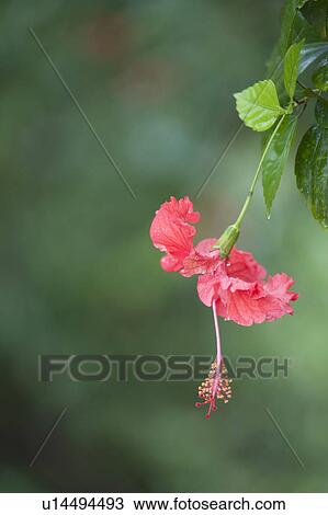Stock Image - Wildflower. Fotosearch