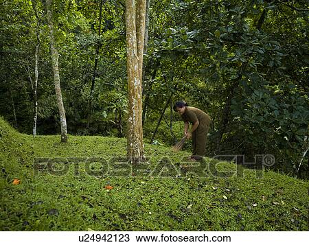 Woman bent over towards ground in Bali View Large Photo Image Stock Image - Woman bent over towards ground in Bali. Fotosearch