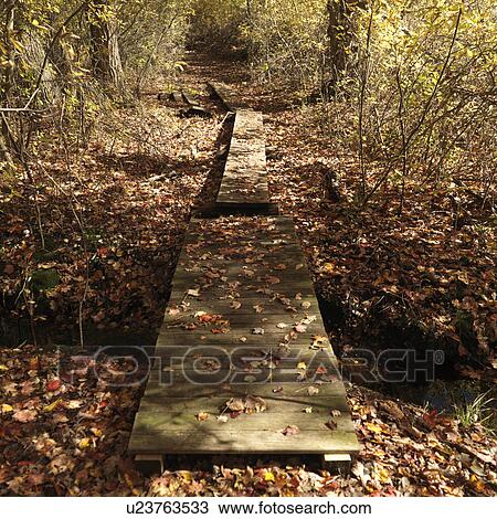 Wooden pathway and autumn trees in The Hamptons View Large Photo Image Stock Image - Wooden pathway and autumn trees in The Hamptons. Fotosearch