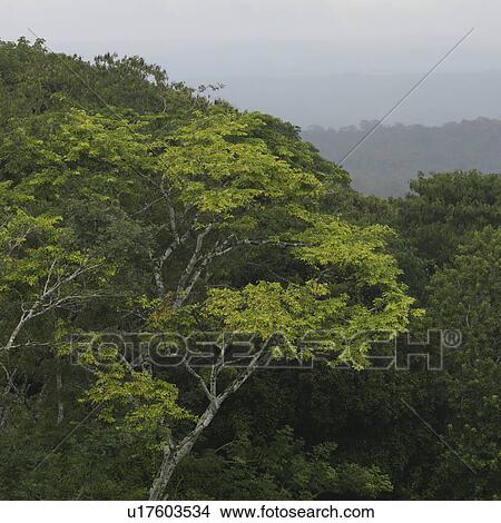 Xunantunich, Jungle View Large Photo Image Picture - Xunantunich, Jungle. Fotosearch