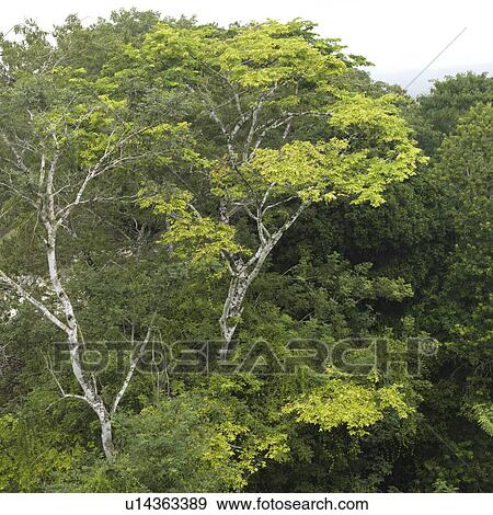 Xunantunich, Jungle View Large Photo Image Stock Photo - Xunantunich, Jungle. Fotosearch