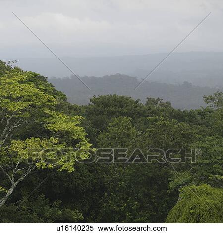 Xunantunich, Jungle View Large Photo Image Stock Photography - Xunantunich, Jungle. Fotosearch