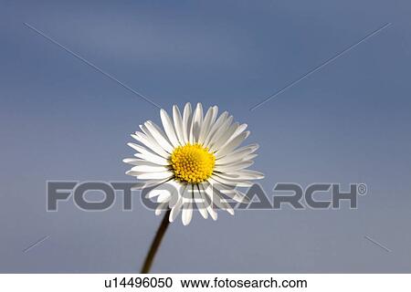 a daisy (bellis perennis) against a blue sky; northumberland, england View Large Photo Image Stock Image - a daisy (bellis perennis) against a blue sky; northumberland, england. Fotosearch