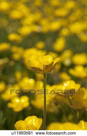 Stock Image - a field of yellow buttercups; northumberland, england. Fotosearch