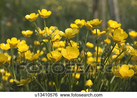 Stock Photograph - a field of yellow buttercups; northumberland, england. Fotosearch