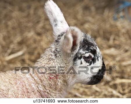 Stock Image - a lamb in the straw; northumberland, england. Fotosearch