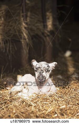 Stock Photography - a lamb laying in the straw; northumberland, england. Fotosearch