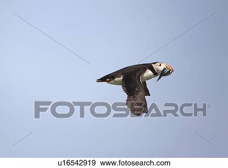Stock Photo - a puffin flying with a fish in it's mouth; northumberland, england. Fotosearch