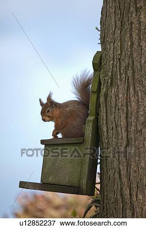 a red squirrel sitting on a bird house; northumberland, england View Large Photo Image Stock Photo - a red squirrel sitting on a bird house; northumberland, england. Fotosearch