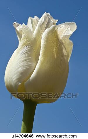 a white tulip against a blue sky; northumberland, england View Large Photo Image Stock Photograph - a white tulip against a blue sky; northumberland, england. Fotosearch