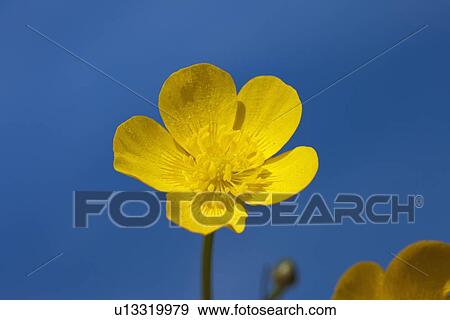 a yellow buttercup against a blue sky; northumberland, england View Large Photo Image Stock Photo - a yellow buttercup against a blue sky; northumberland, england. Fotosearch