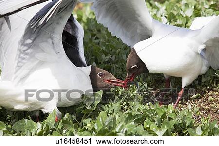 Stock Image - arctic terns (sterna paradisaea) fighting over a fish stolen from a puffin; northumberland, england. Fotosearch