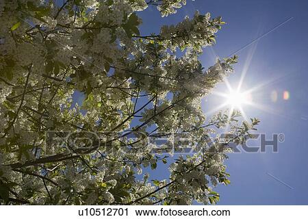 Calgary, Albert, Canada; Low Angle Of A Flowering May Day Tree And The Sun Burst View Large Photo Image Stock Image - Calgary, Albert, Canada; Low Angle Of A Flowering May Day Tree And The Sun Burst. Fotosearch