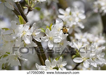 Stock Image - Calgary, Alberta, Canada; A Bumble Bee On Crab Apple Blossoms. Fotosearch