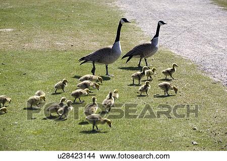 Calgary, Alberta, Canada; A Group Of Goslings On The Grass With Two Parent Geese View Large Photo Image Picture - Calgary, Alberta, Canada; A Group Of Goslings On The Grass With Two Parent Geese. Fotosearch