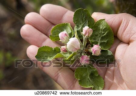 Calgary, Alberta, Canada; A Hand Holding Gemini Apple Blossoms View Large Photo Image Stock Image - Calgary, Alberta, Canada; A Hand Holding Gemini Apple Blossoms. Fotosearch