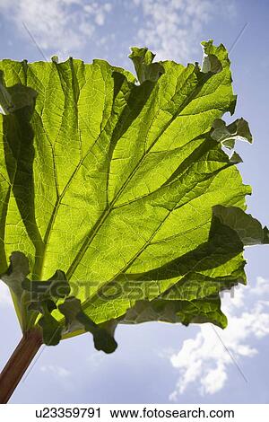 Calgary, Alberta, Canada; A Rhubarb Leaf View Large Photo Image Stock Image - Calgary, Alberta, Canada; A Rhubarb Leaf. Fotosearch