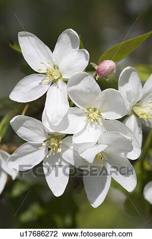 Calgary, Alberta, Canada; Crab Apple Blossoms View Large Photo Image Stock Image - Calgary, Alberta, Canada; Crab Apple Blossoms. Fotosearch