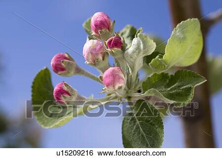 Stock Photograph - Calgary, Alberta, Canada; Gemini Apple Blossoms Not Yet Open. Fotosearch