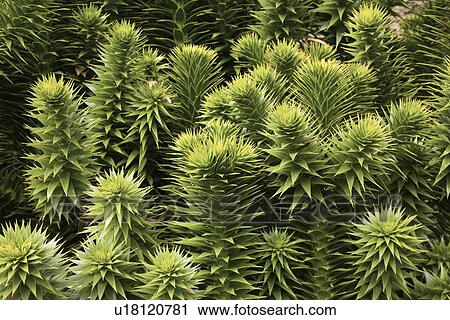 Stock Image - Cumbria, England; Monkey-Puzzle Tree (Araucaria Araucana). Fotosearch