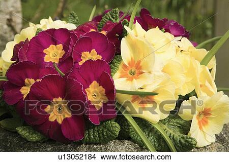 Cumbria, England; Primulas (Primulaceae) View Large Photo Image Picture - Cumbria, England; Primulas (Primulaceae). Fotosearch
