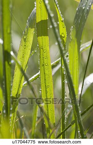 Stock Photography - Dew Drops On Blades Of Grass. Fotosearch
