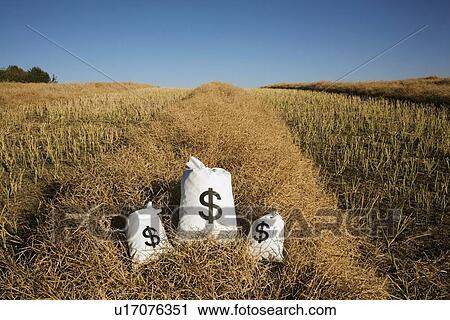 Stock Image - edmonton, alberta, canada; bags of money on a farm field. Fotosearch