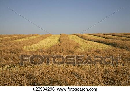 Stock Photograph - edmonton, alberta, canada; sections of ploughed field. Fotosearch