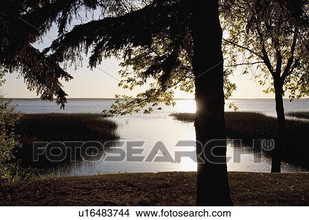 edmonton, alberta, canada; sunrise over a lake with a silhouette of trees on the shore View Large Photo Image Picture - edmonton, alberta, canada; sunrise over a lake with a silhouette of trees on the shore. Fotosearch